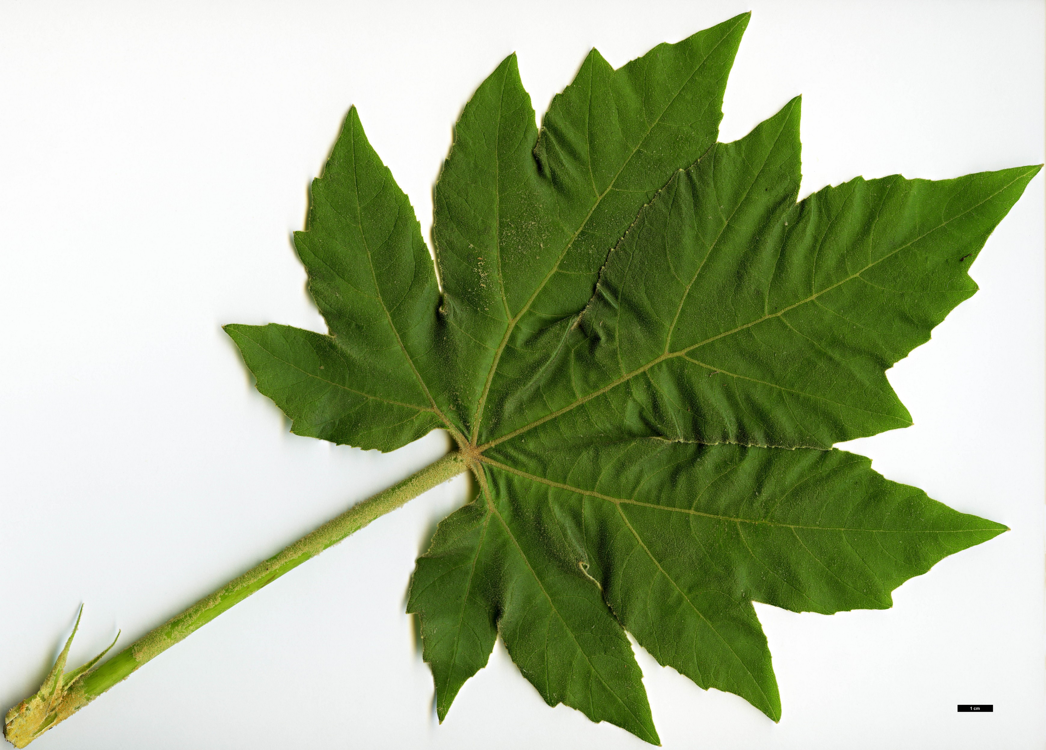 High resolution image: Family: Araliaceae - Genus: Tetrapanax - Taxon: papyrifer